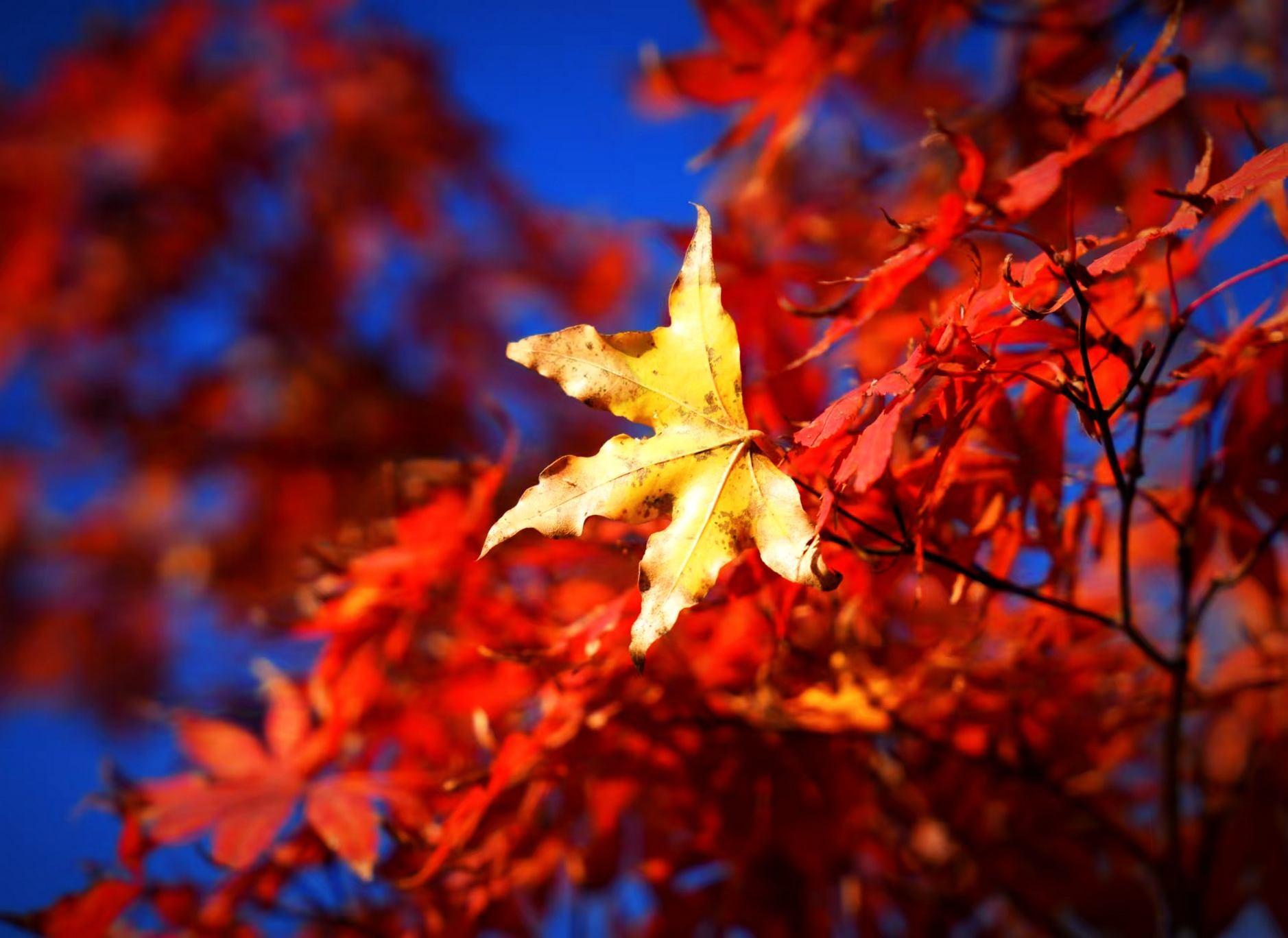 2025校园秋 (15).jpg