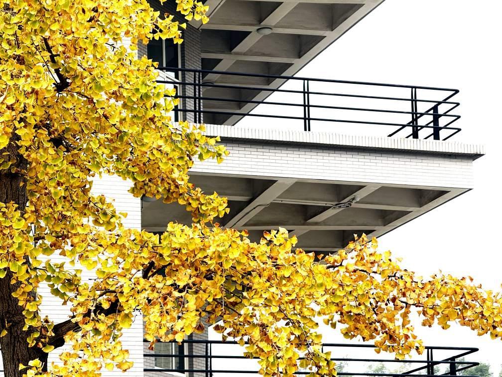 2025校园秋 (22).jpg