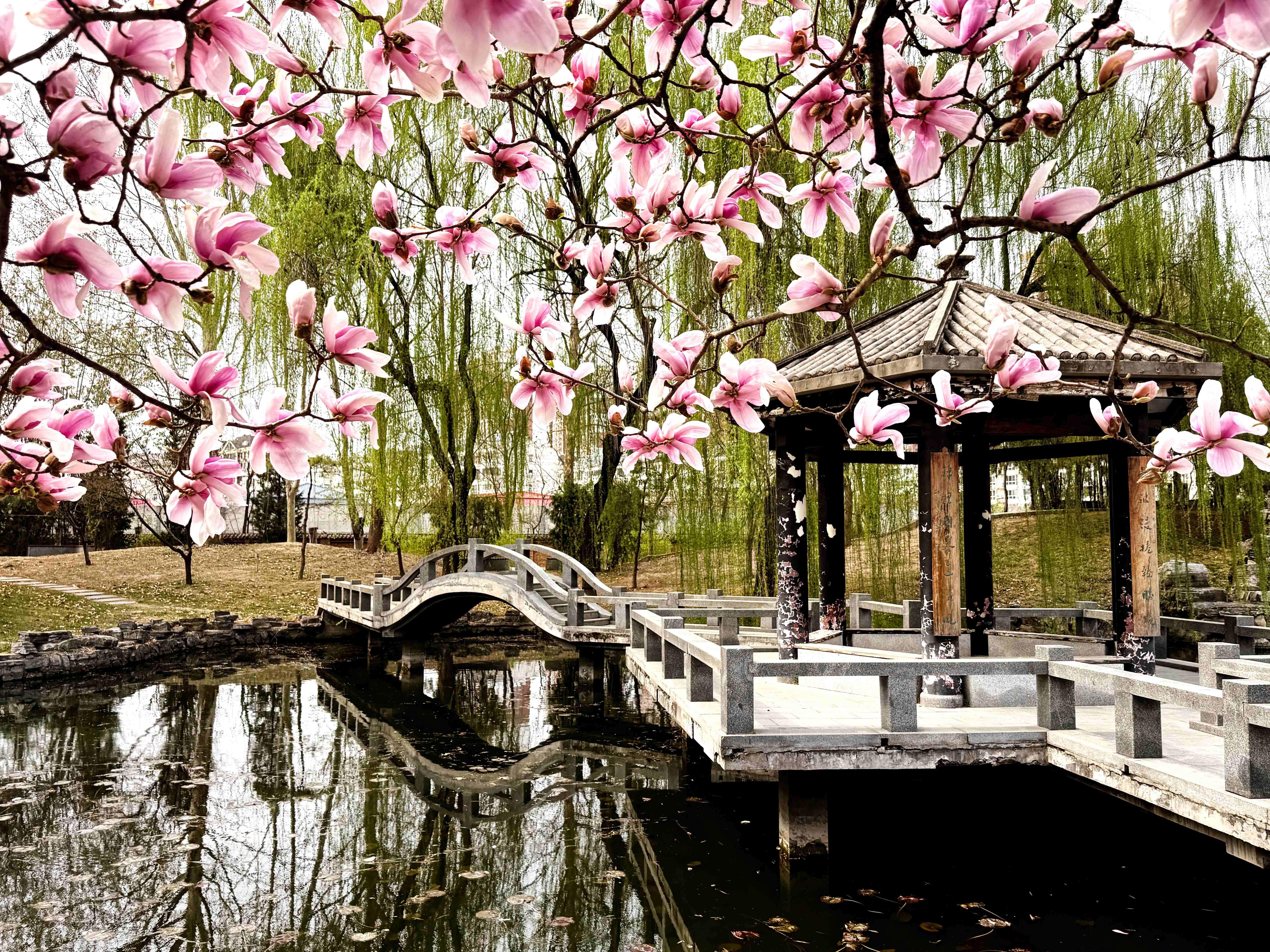 我的日新园 (手机拍摄） (48).jpg