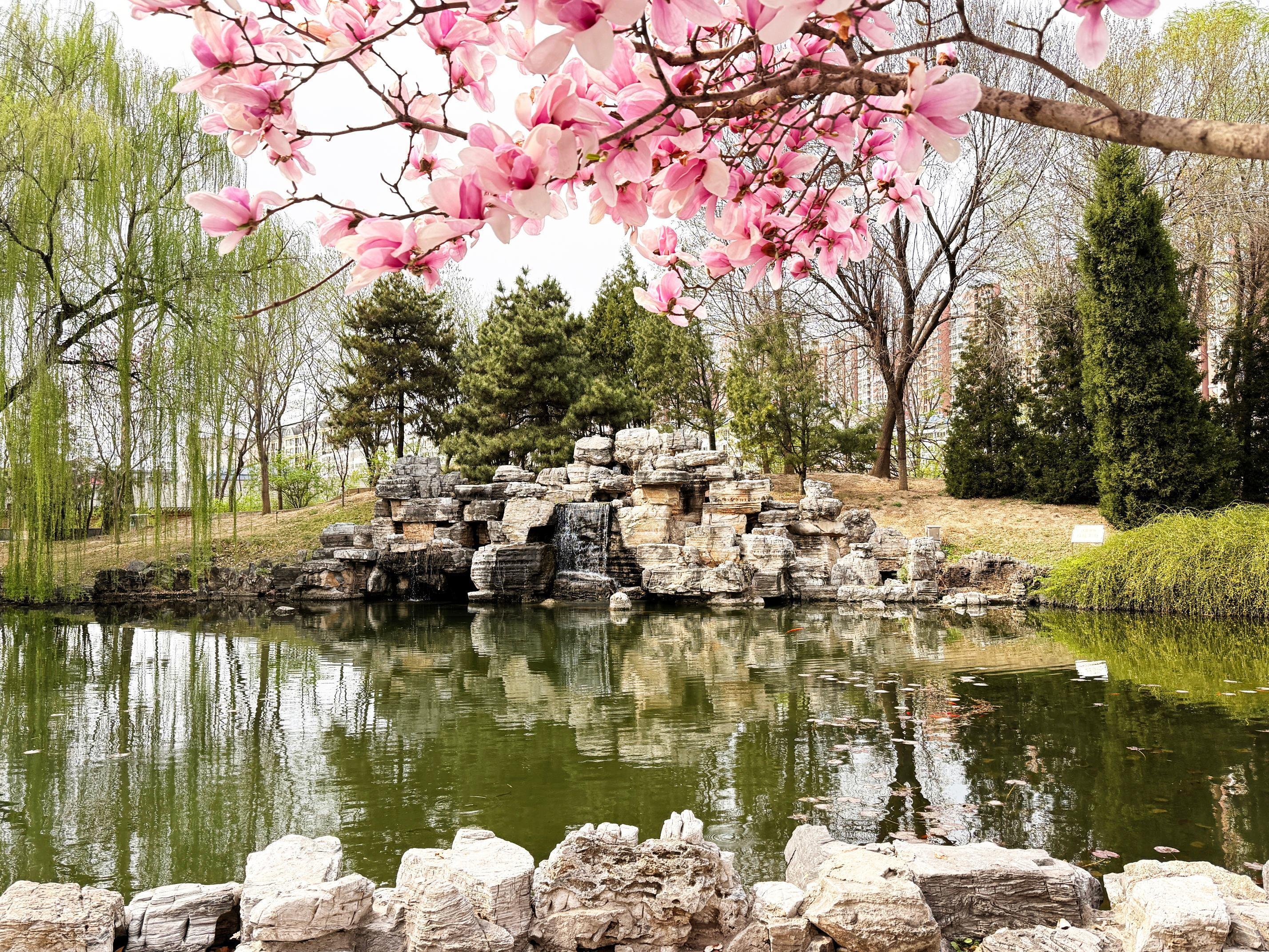 我的日新园 (手机拍摄） (53).jpg