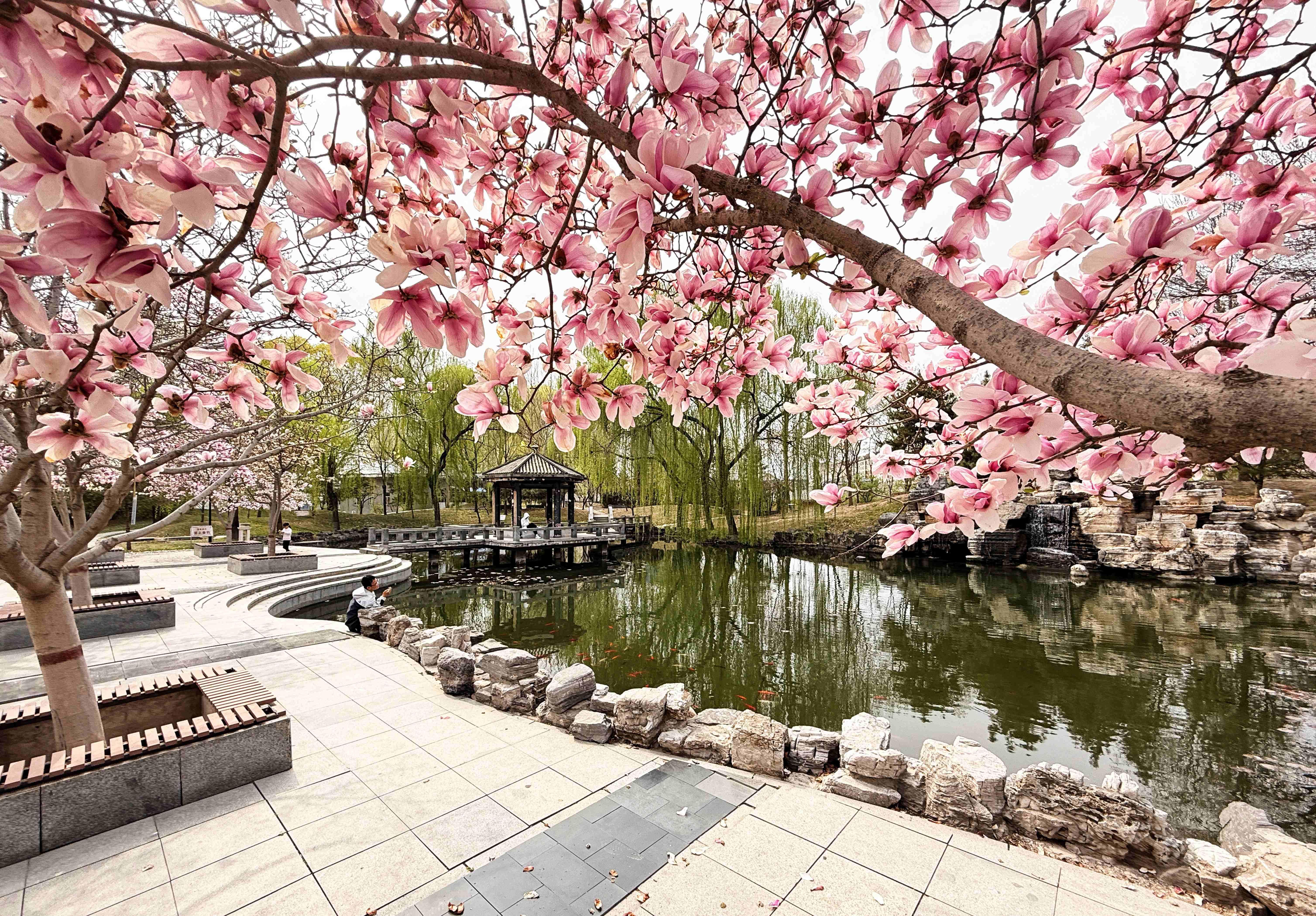 我的日新园 (手机拍摄） (54).jpg