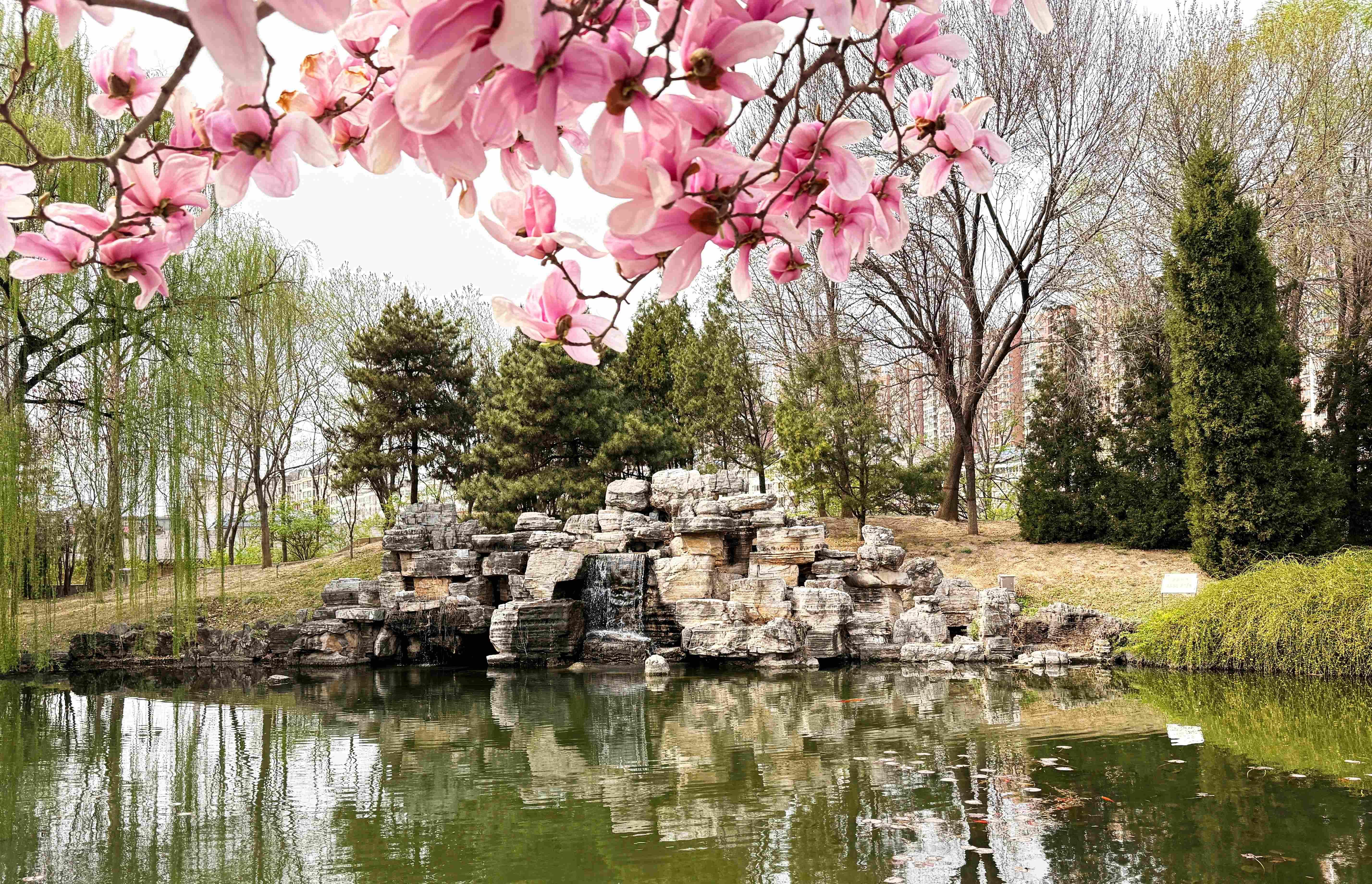 我的日新园 (手机拍摄） (52).jpg