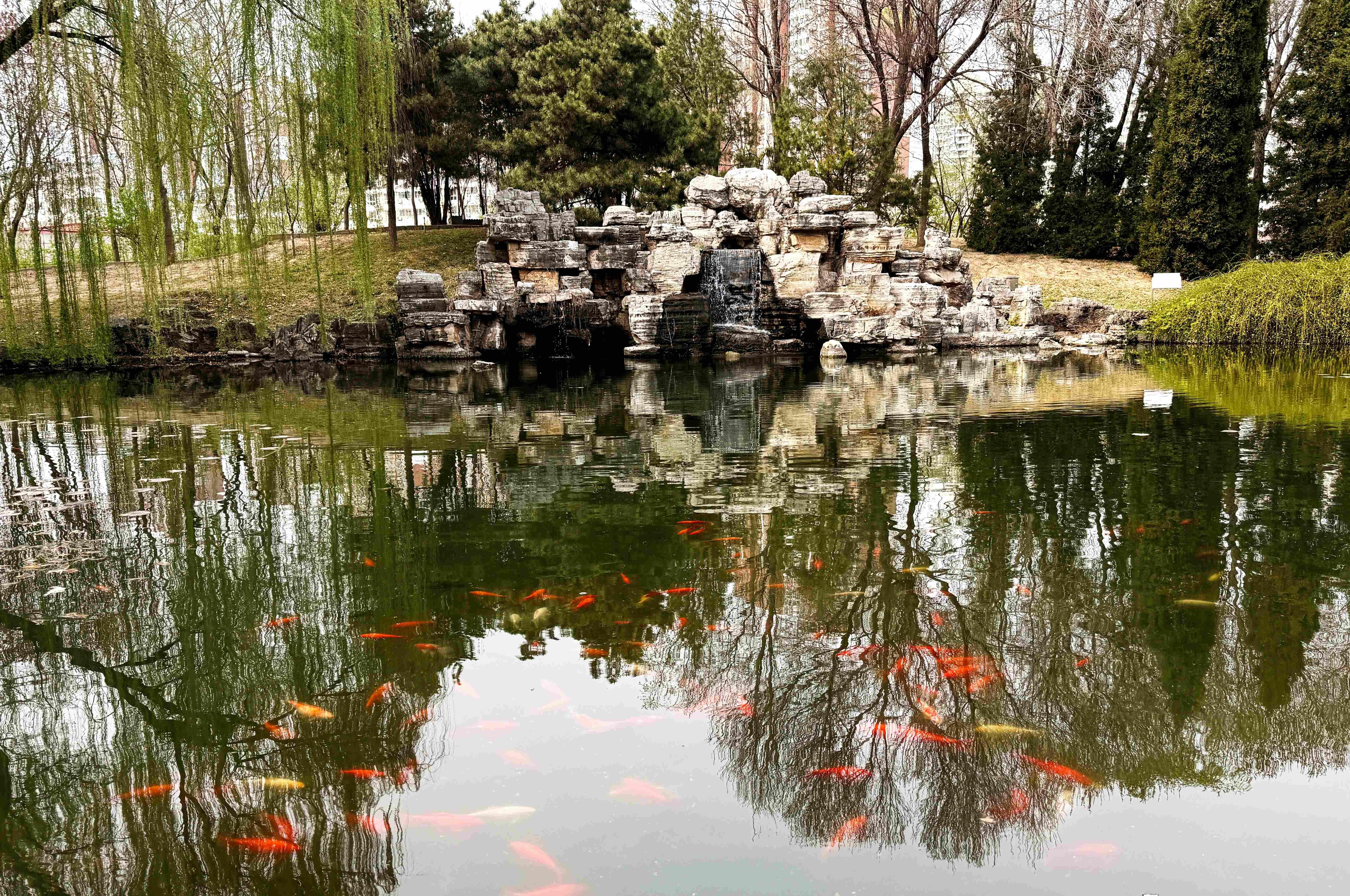 我的日新园 (手机拍摄） (50).jpg