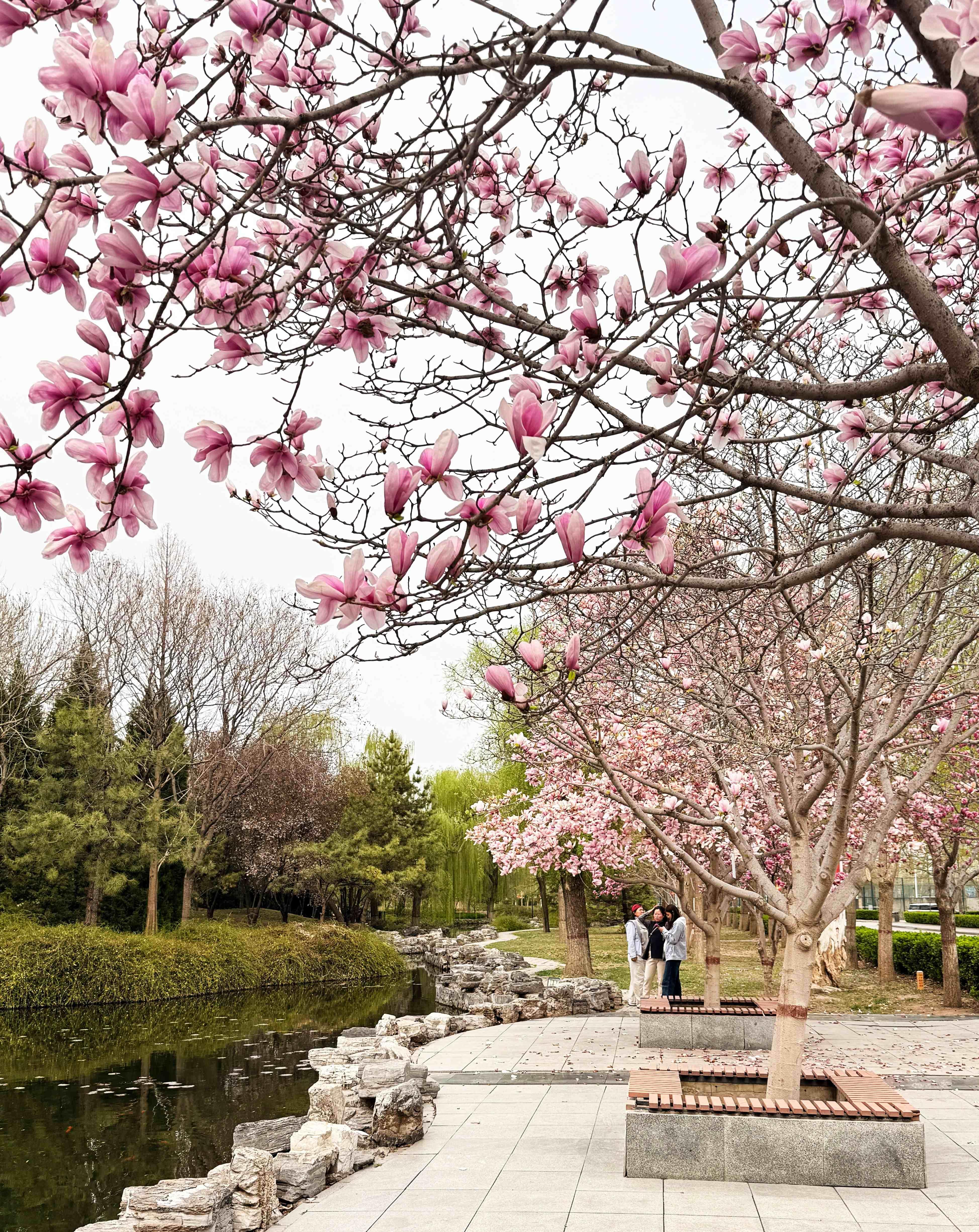 我的日新园 (手机拍摄） (42).jpg