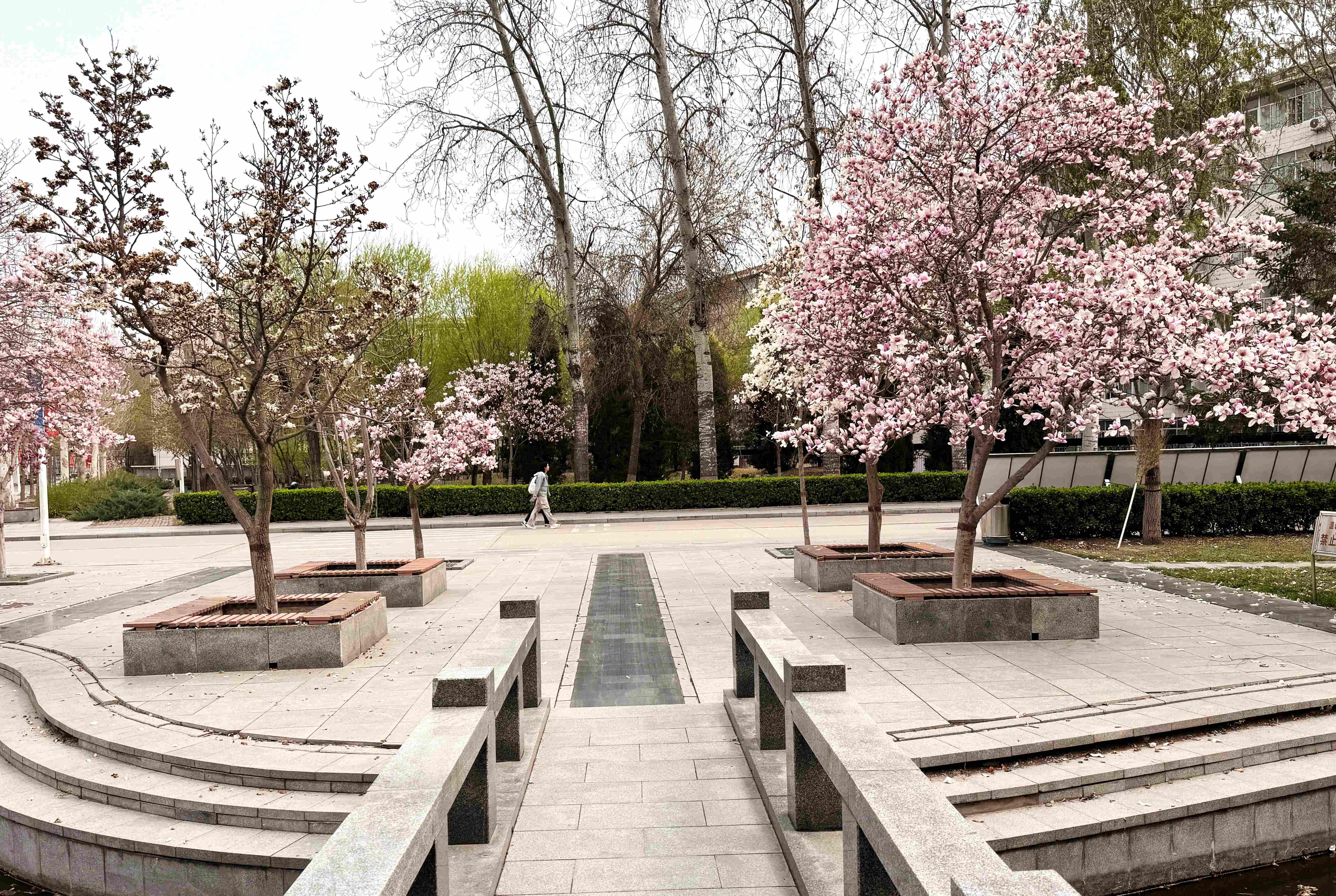 我的日新园 (手机拍摄） (43).jpg