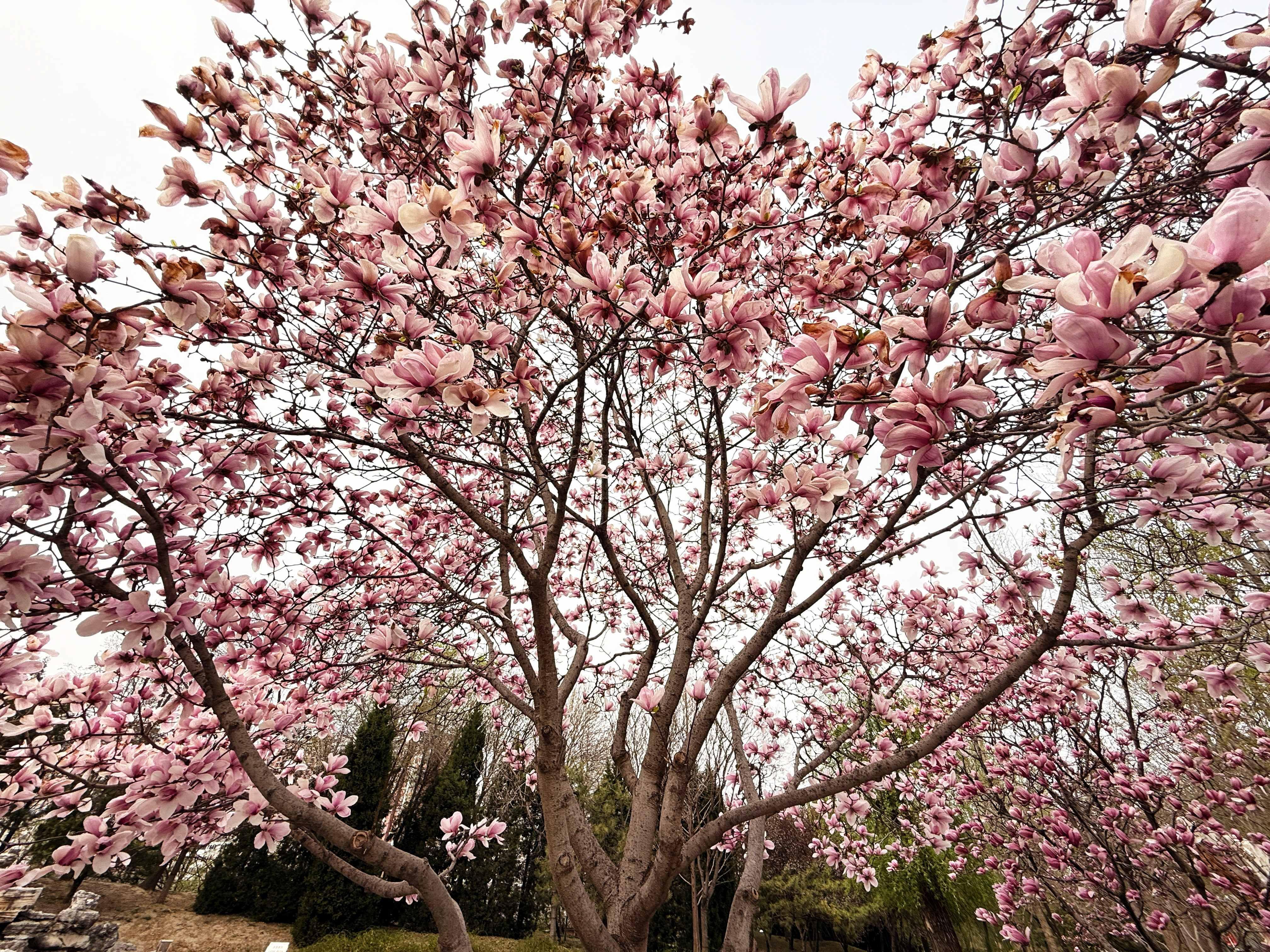 我的日新园 (手机拍摄） (40).jpg