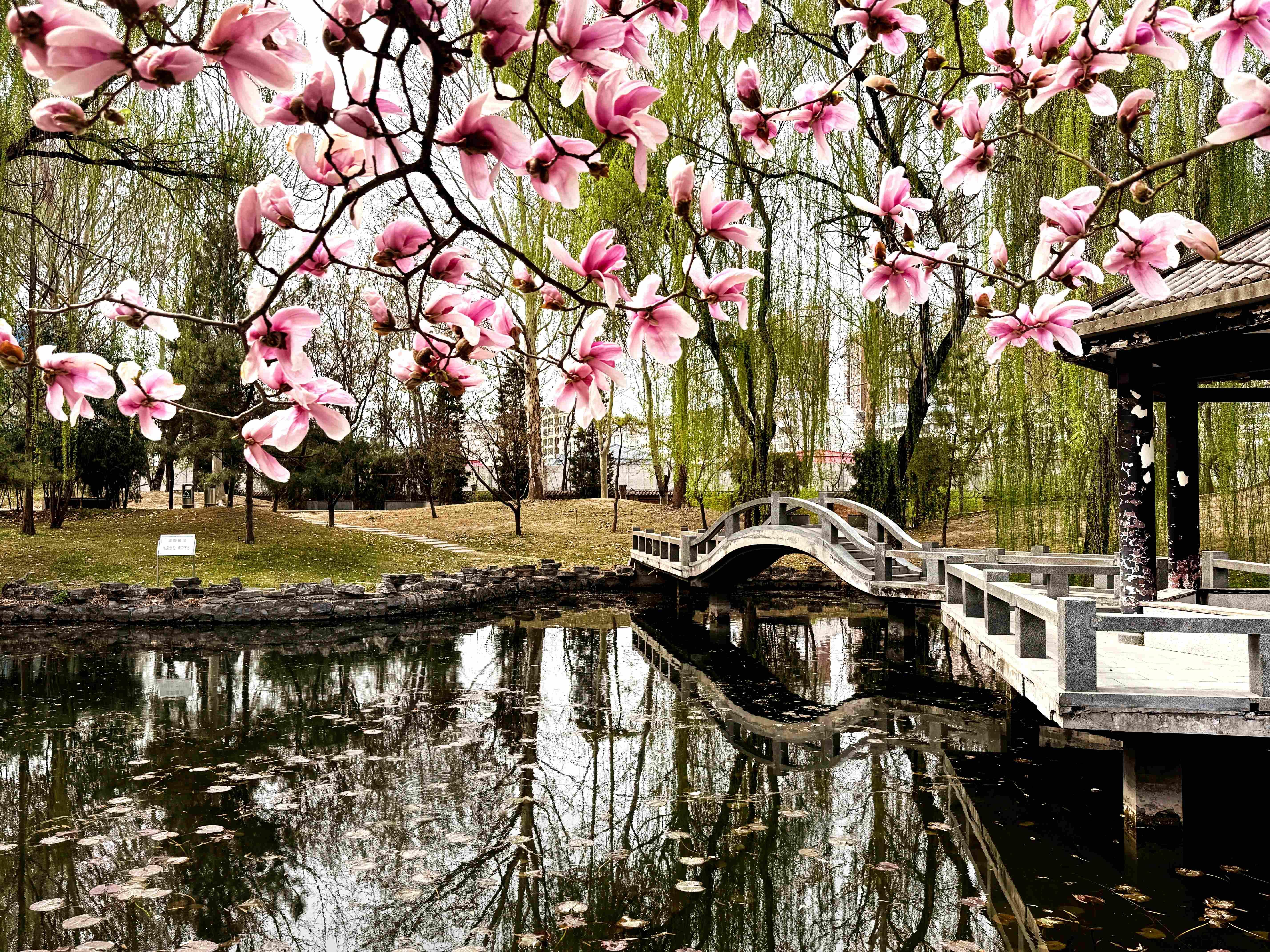 我的日新园 (手机拍摄） (49).jpg