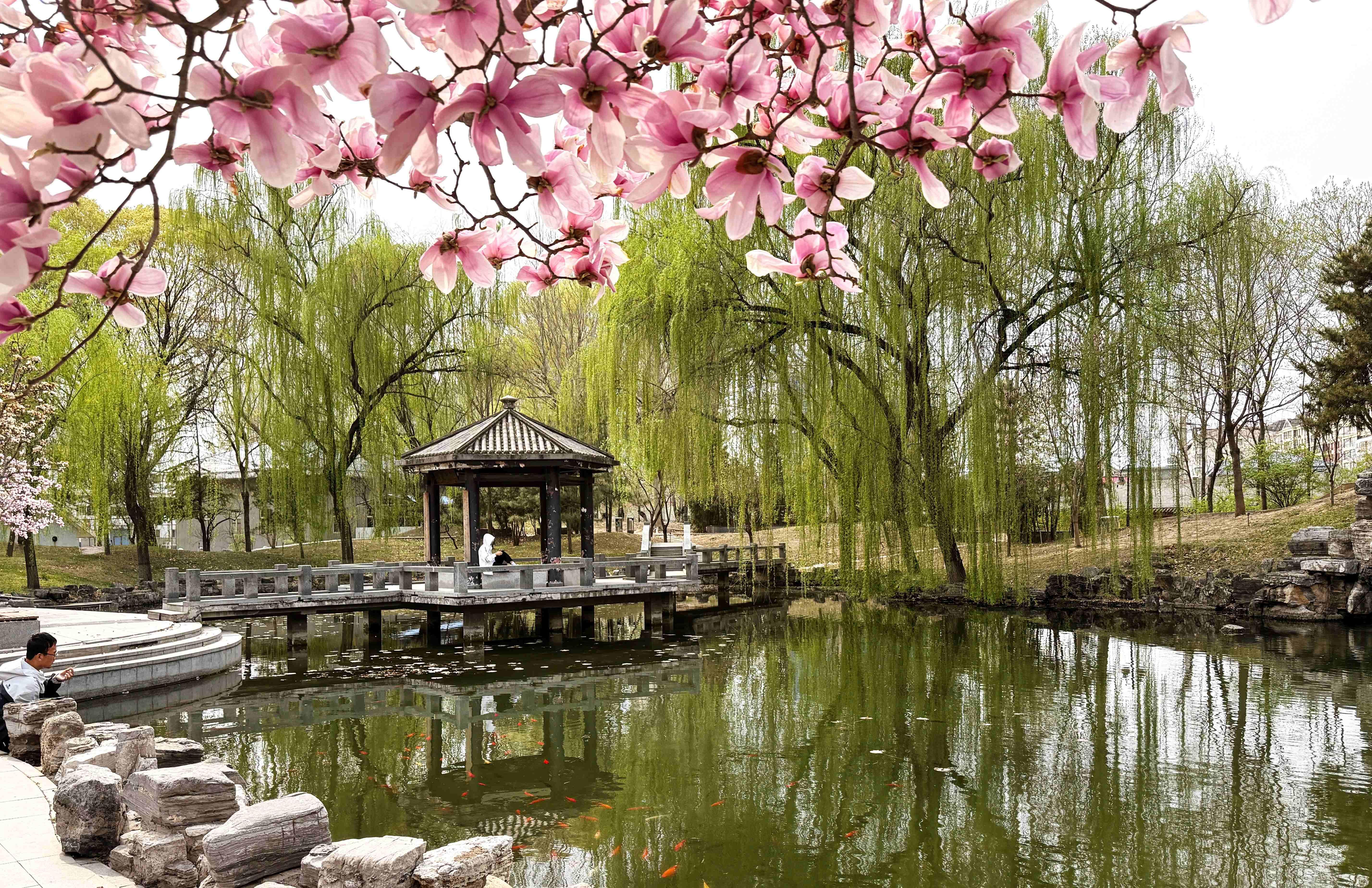 我的日新园 (手机拍摄） (39).jpg