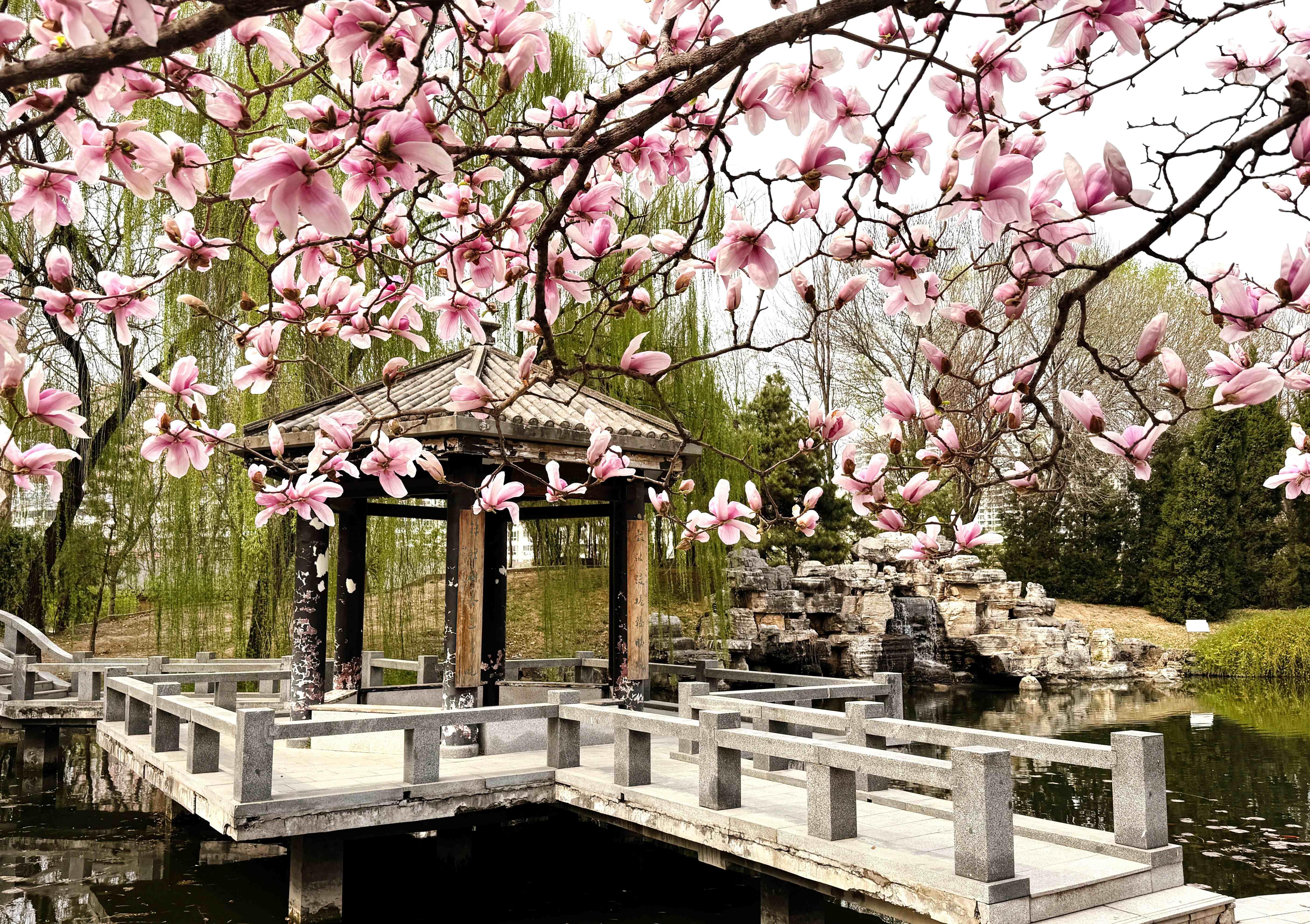 我的日新园 (手机拍摄） (46).jpg