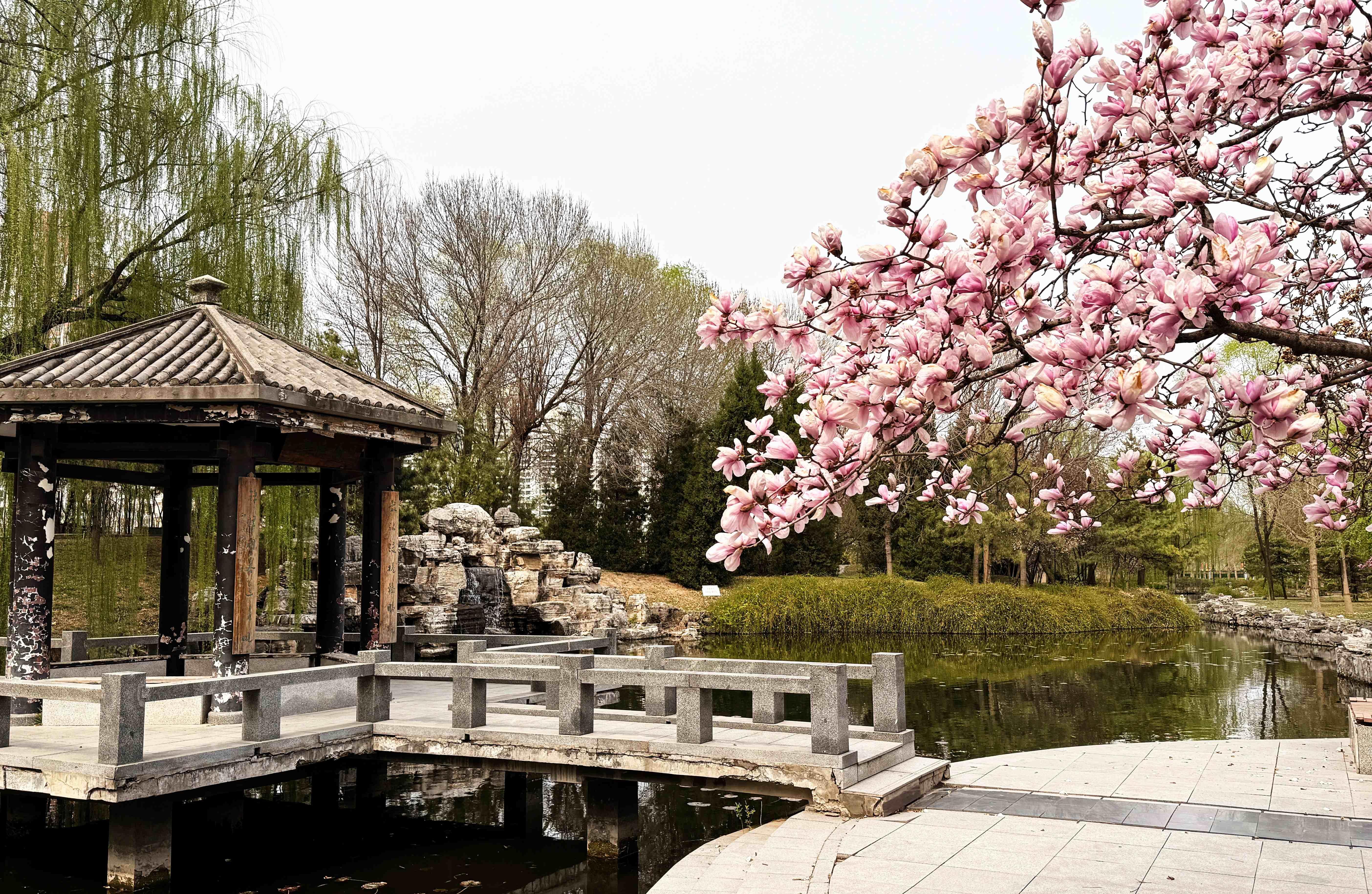 我的日新园 (手机拍摄） (45).jpg