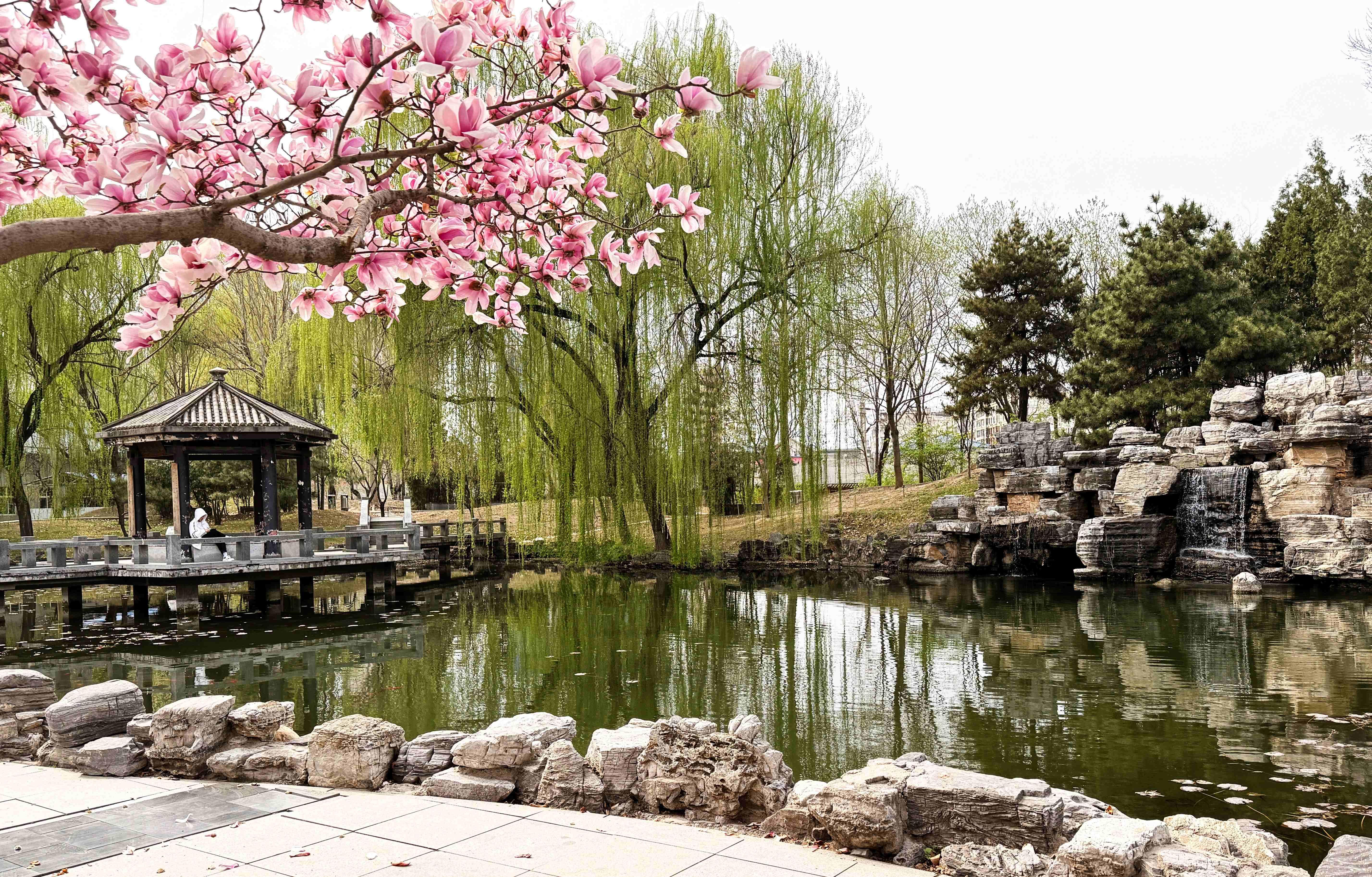 我的日新园 (手机拍摄） (51).jpg