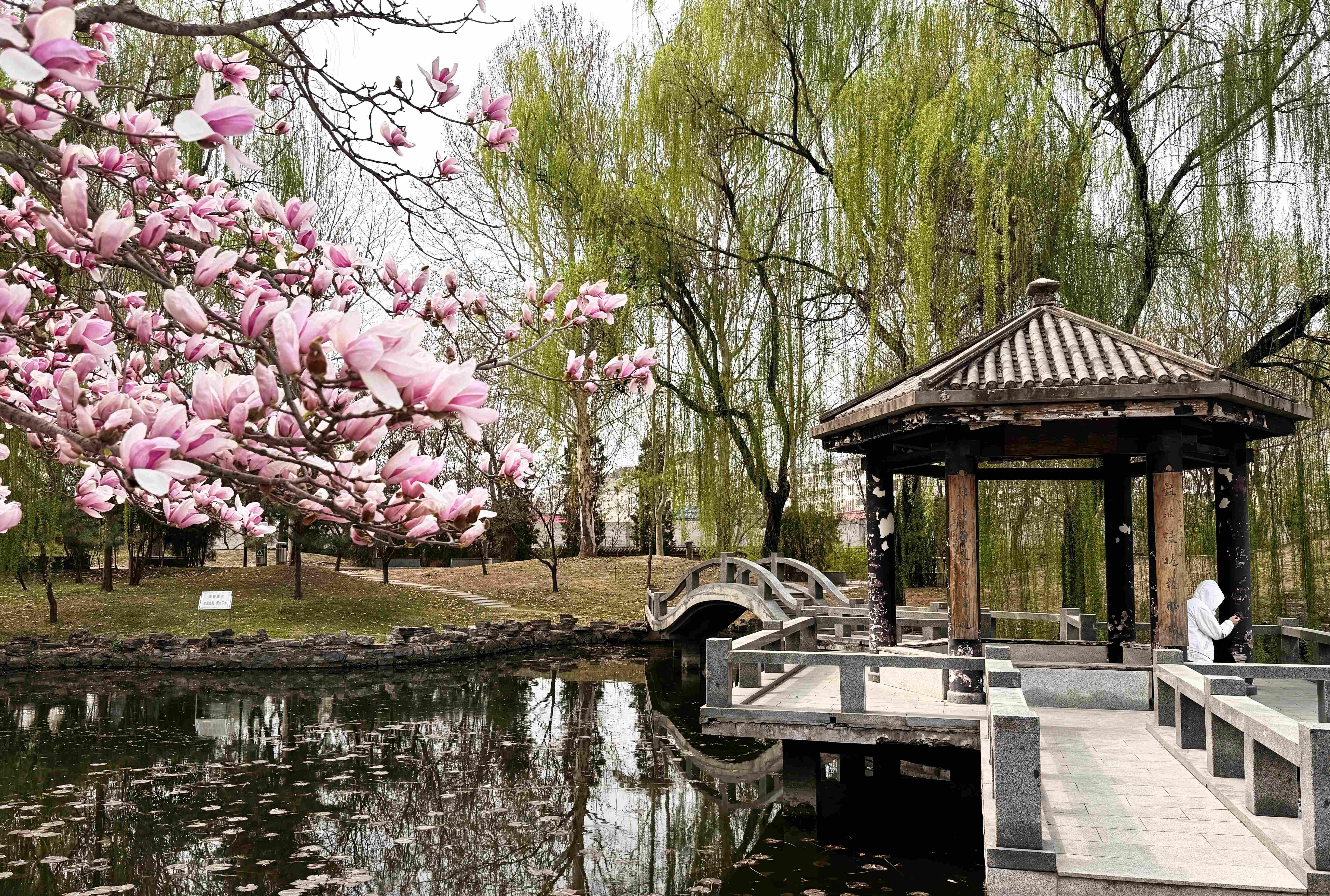 我的日新园 (手机拍摄） (47).jpg