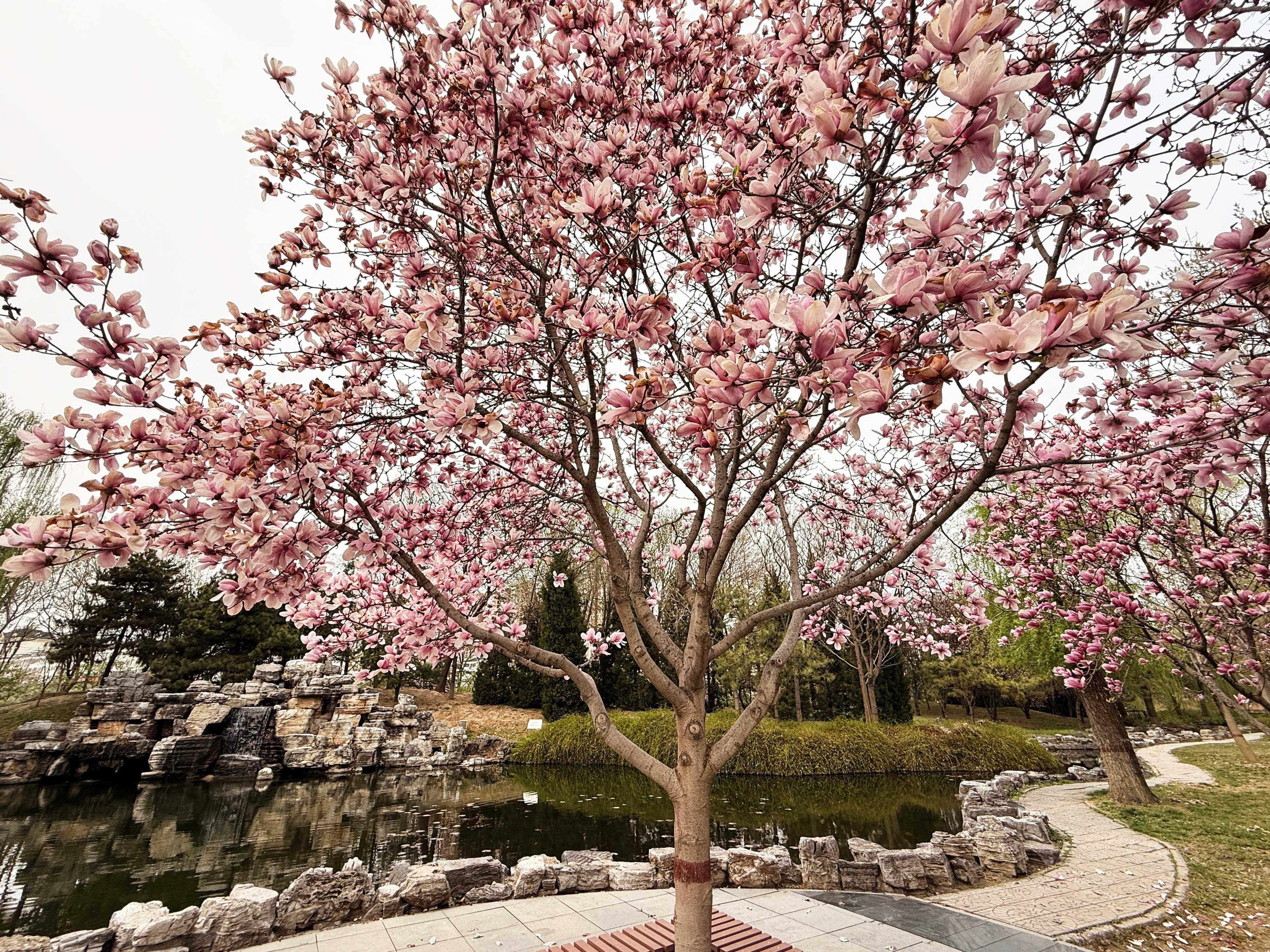 我的日新园 (手机拍摄） (41).jpg