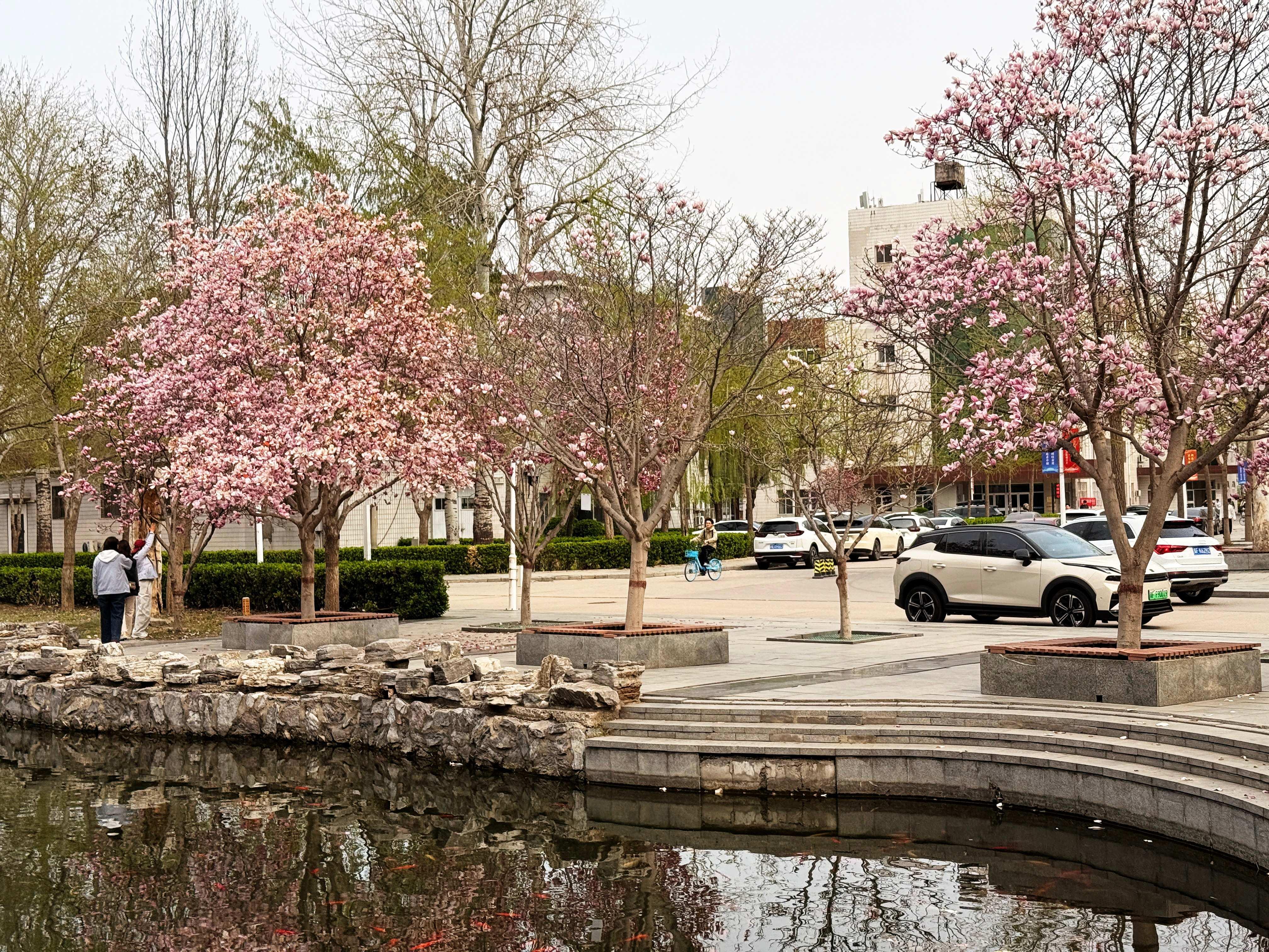 我的日新园 (手机拍摄） (44).jpg