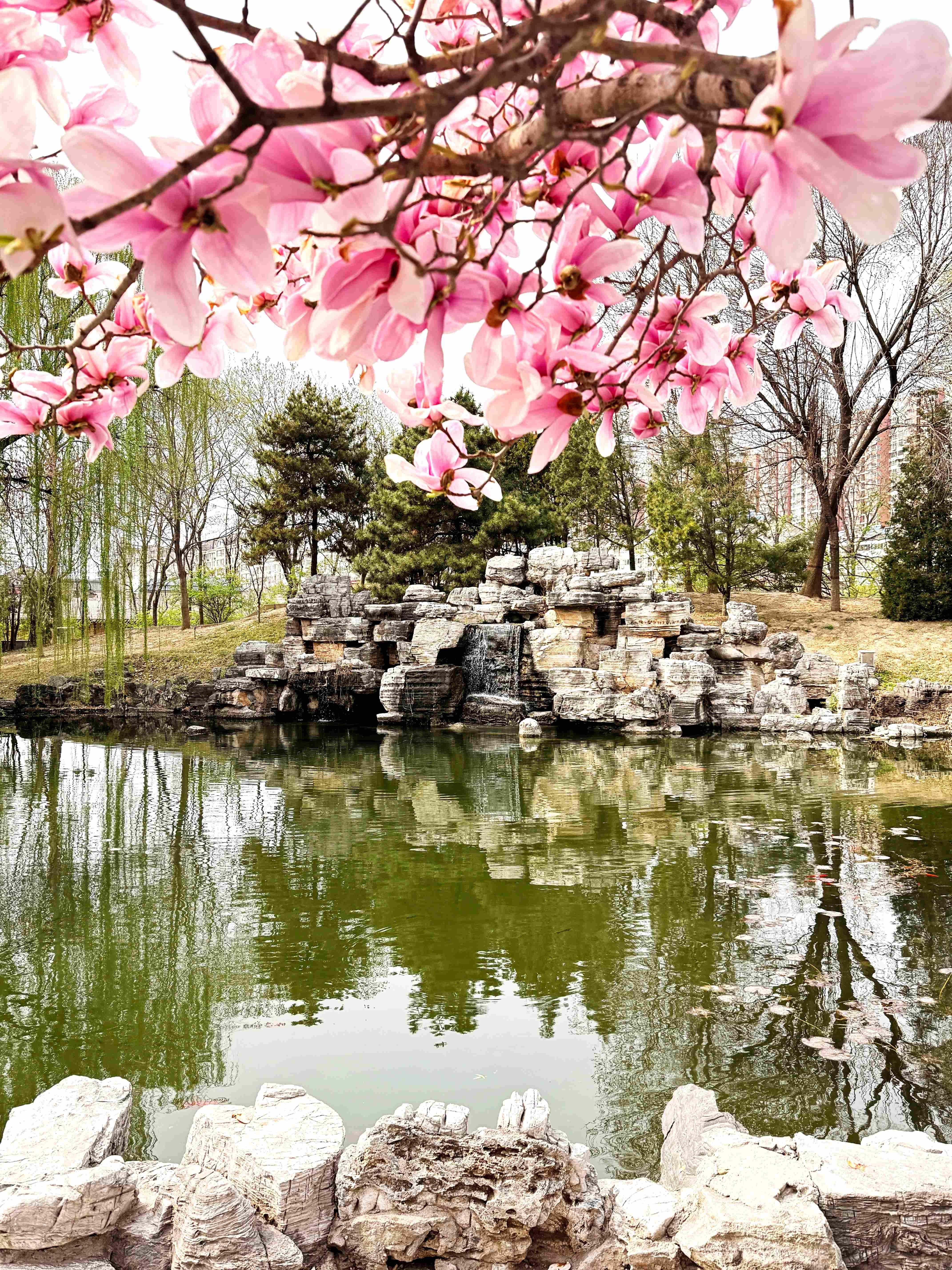 我的日新园 (手机拍摄） (56).jpg